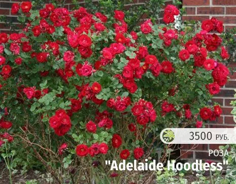 Adelaide Hoodless.jpg
